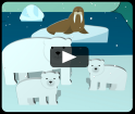 video animales del ártico